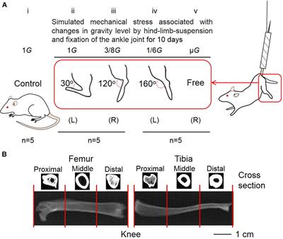 Depression of Bone Density at the Weight-Bearing Joints in Wistar Hannover Rats by a Simulated Mechanical Stress Associated With Partial Gravity Environment